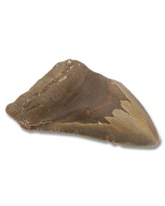 Megalodon Shark Tooth – Museum Quality