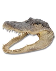 American Alligator Head - Large