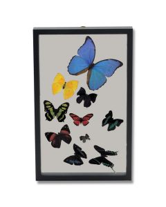 Ten Butterflies Display