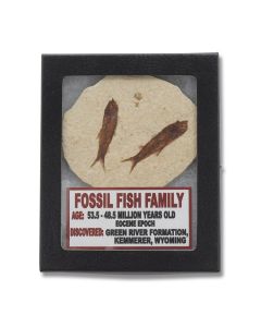 Set of (2) Fossil Fish Family