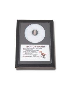 Genuine Dinosaur Medium Raptor Deltradomeosaur Tooth