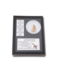 Genuine Dinosaur Large Raptor Deltradomeosaur Tooth