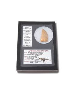 Genuine Dinosaur Extra Large T-Rex Carcharodontosaurus Saharicus Tooth