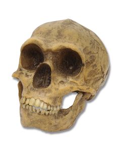 Neanderthal Skull Replica